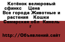Котёнок велюровый сфинкс. › Цена ­ 15 000 - Все города Животные и растения » Кошки   . Самарская обл.,Кинель г.